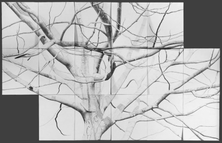 Branches
