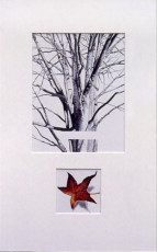 Lynnwood Maple III