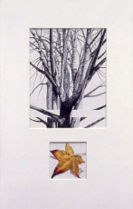 Lynnwood Maple Study II