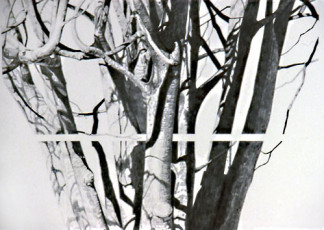 Mountain Ash