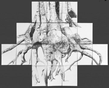 Roots